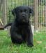 Lesando-Labradors