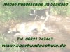 Lesloups - die mobile Hundeschule im Saarland