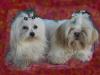 Little Sweetheart´s