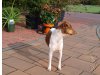 Lollypops Brasilian Terrier