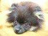 Lovely`s Heartbreaker Zwergspitze / Pomeranian