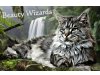 Maine Coon of Beauty Wizards