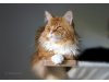 Maine Coon of Duskwood