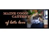 Maine Coon of late love