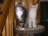 Maine Coon vom Osterberg