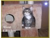 Maine-Coon von der Burgtrausnitz