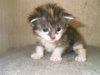 Maine Coon von der Korallen Perle