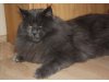 Maine Coons of Parkmansfalls