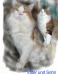 Maine Coons´s of ParkmansFalls