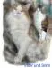 Maine Coons´s of ParkmansFalls
