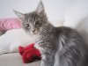 Maine Coons von der Silberbirke