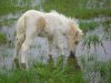 Many Colours Minishetlandpony