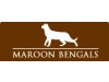 Maroon-Bengals