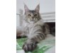 Masslcats Maine Coon