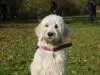 MayDog