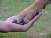 Mensch und Hund- Hand in Hand