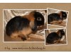 Minis von Fichtenberg