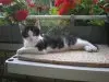 Mobile Katzenbetreuung Heike Tenfelde