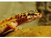 Mosis-Leopardgeckos