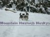 Mountain Haslach Huskys