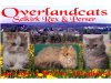 Overlandcats
