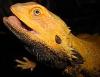 POGONA.AT