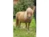 PONYCAMP