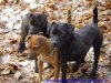 Patterdale Terrier vom Vogelgarten
