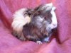 Peruaner und Shelties in Sonderfarben