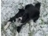Pet-Dreamz