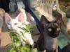 Phu Quoc's Devon Rex