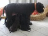 Pudelpointer von der Engelburg