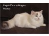 Ragdolls von Magna Munus