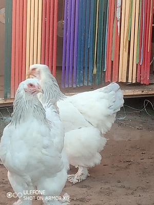 Rasse Hühner : Brahma, Orpington , Parrot Beak Aseel, siamesische Zwergseidenhühner