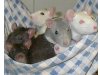 Rattenwelpen vom Züchter aus NRW (Sauerland)