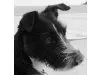 Rebecca Hundeschule Berlin - Mobile Hundeschule un