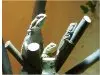 Reptil-Insider