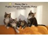 Rising Star´s Maine Coon