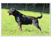 Rottweiler vom Flammenberg