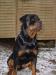 Rottweiler vom Nesenbach