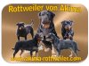 Rottweiler von Akima