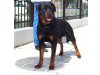 Rottweiler von La Suerte