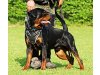 Rottweiler von der Schwarzen Madonna