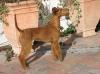 Royal Rubys' Irish Terrier