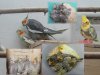 Scheller-Hobby-Vogelzucht