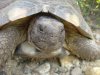 Schildkröten-gerding