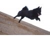 Schipperke vom Sventanafeld
