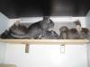 Schwarzwaldchinchillas