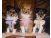 Sheltie of Kessy´s Island