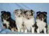 Sheltiepension "vom Aggergrund"